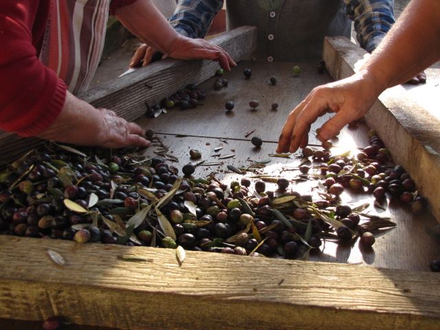 Hands sorting freshly picked olives and leaves on a wooden table.