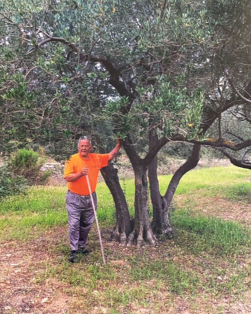 Our grandfather Šime standing beside an old olive tree in his grove, holding a walking stick.